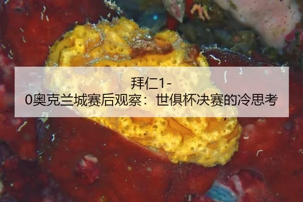 bai-ren-ao-ke-lan-cheng-sai-hou-guan-cha-shi-ju-bei-jue-sai-de-leng-si-kao-2-415.jpg